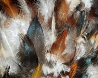 Plumage Feather Sampler- Lot of 1000 Feathers