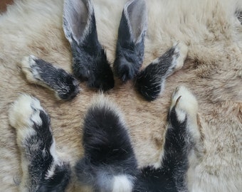 Naturally Dried Real Rabbit Tail Ears and Feet- Matched Set - Black Silver Marten