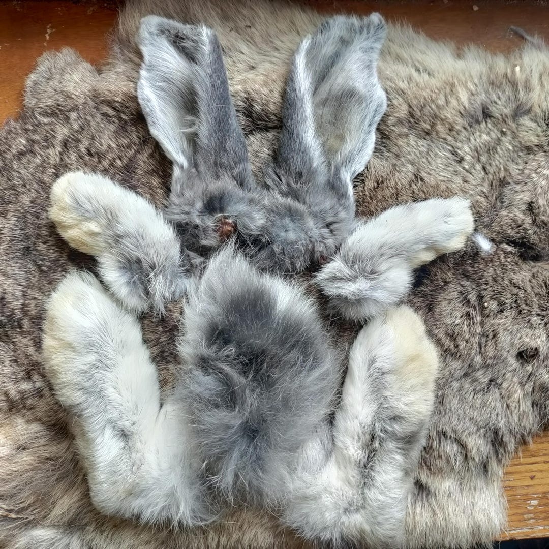 Naturally Dried Real Rabbit Tail Ears and Feet- Matched Set - Blue ...