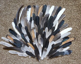 Wing and Tail Feathers - Lot of 100 - BULK SALE - Quills In Tact - Stock Photo