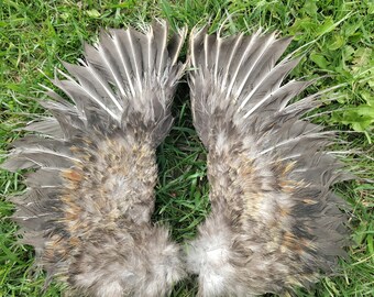 Wings - Fallen Angel - Gold Blue Gray Silkie - Pair