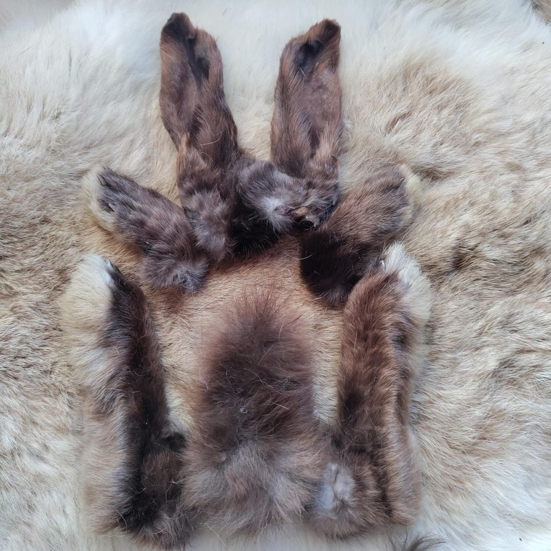 Naturally Dried Real Rabbit Tail Ears and Feet Matched Set Chocolate ...