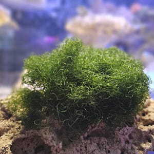Chaetomorpha Macroalgae – Super Chaeto, 2 Cup Portion Clean Saltwater Tank.