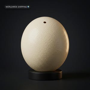 Real Ostrich Egg Shell: XL Cleaned Crafting Decor - Natural Farm Sourced