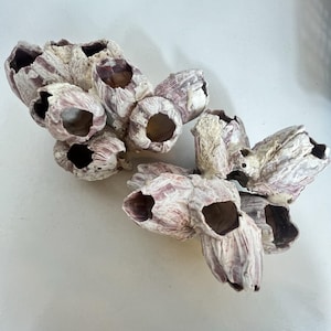 Puede incluir: Un grupo de percebes, que muestra una textura natural y orgánica. Los percebes son principalmente blancos con sutiles tonos morados y marrones, cada uno con una abertura distinta y abierta. La disposición sugiere un tema marino o costero.