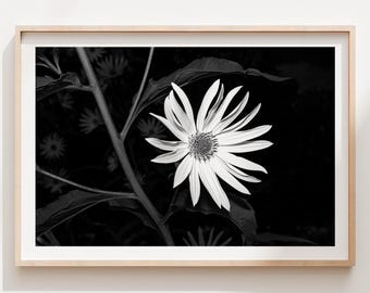 Daisy Botanical Photo Print, Black and White Floral Wall Art