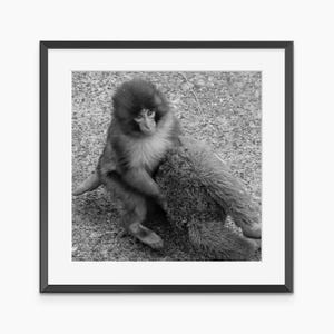 Punch Monkey, Meme Poster, Photography Prints, Black and White Wall Art