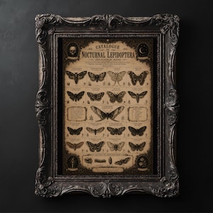Könnte beinhalten: Ein gerahmter Druck mit dem Titel Catalogue of Nocturnal Lepidoptera and Funerary Moths, der detaillierte Illustrationen verschiedener Nachtfalterarten, Lebenszyklen und Text in einem dunklen, verzierten Rahmen zeigt.