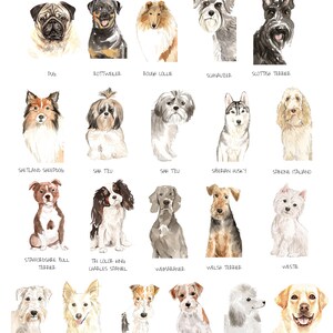 May include: A chart of 20 different dog breeds, each illustrated with a watercolor painting of a dog. The breeds are listed below each image, including: Pointer, German Wirehaired Pointer, Pomeranian, Poodle, Pug, Rottweiler, Rough Collie, Schnauzer, Scottish Terrier, Shetland Sheepdog, Shih Tzu, Siberian Husky, Spinone Italiano, Staffordshire Bull Terrier, Tri Color King Charles Spaniel, Weimaraner, Welsh Terrier, Westie, Wheaten, White Collie, White Haired Fox Terrier, White Haired Jack Russell, White Poodle, Yellow Lab, Yorkshire Terrier.