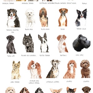 May include: A chart of 20 different dog breeds, each illustrated with a watercolor painting of a dog. The breeds are listed below each image.