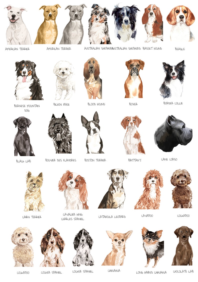 May include: A chart of 20 different dog breeds, each illustrated with a watercolor painting of a dog. The breeds are listed below each image.
