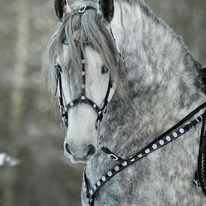 May include: A grayscale image of a horse with a light gray coat and a white face. The horse is wearing a black bridle and harness with silver accents. The horse's mane is long and flowing, and its ears are perked up.