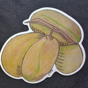 Pawpaw Fruit Group Sticker - 4 Pawpaw&#39;s - Paw Paw - 4&quot; Matte Finish Sticker Pawpaw Festival Fun Stickers
