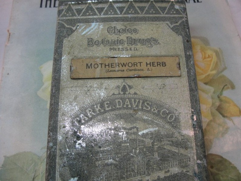 Motherwort Herb Apothecary Cannister 1900's image 2