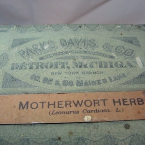 Motherwort Herb Apothecary Cannister 1900's image 3