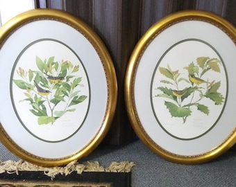 Don Whitlatch Warblers Framed Signed and Numbered 517/1500 Prints set of 2 -1976 FREE SHIPPING