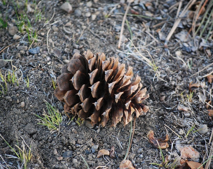 Natural Oregon Pine Cones and Pine Cones for Crafts or Rabbit Toys and