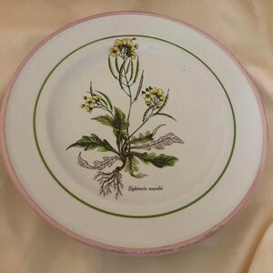May include: A white ceramic plate with a pink rim and a green inner border. The plate features a botanical illustration of a plant with yellow flowers, green leaves, and the text "Diplotaxis muralis".