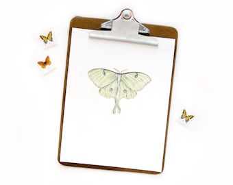 Luna Moth | Original Watercolor Art Print