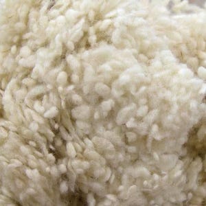 May include: Close-up of a cream-colored, textured wool fleece. The fibers are tightly packed and appear soft and fluffy, with a slightly uneven surface. The wool has a natural, undyed appearance.