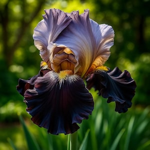 May include: A close-up of a blooming iris flower. The flower has dark purple, brown, and yellow petals. The petals have a ruffled texture and are arranged in layers. The background is blurred green foliage.