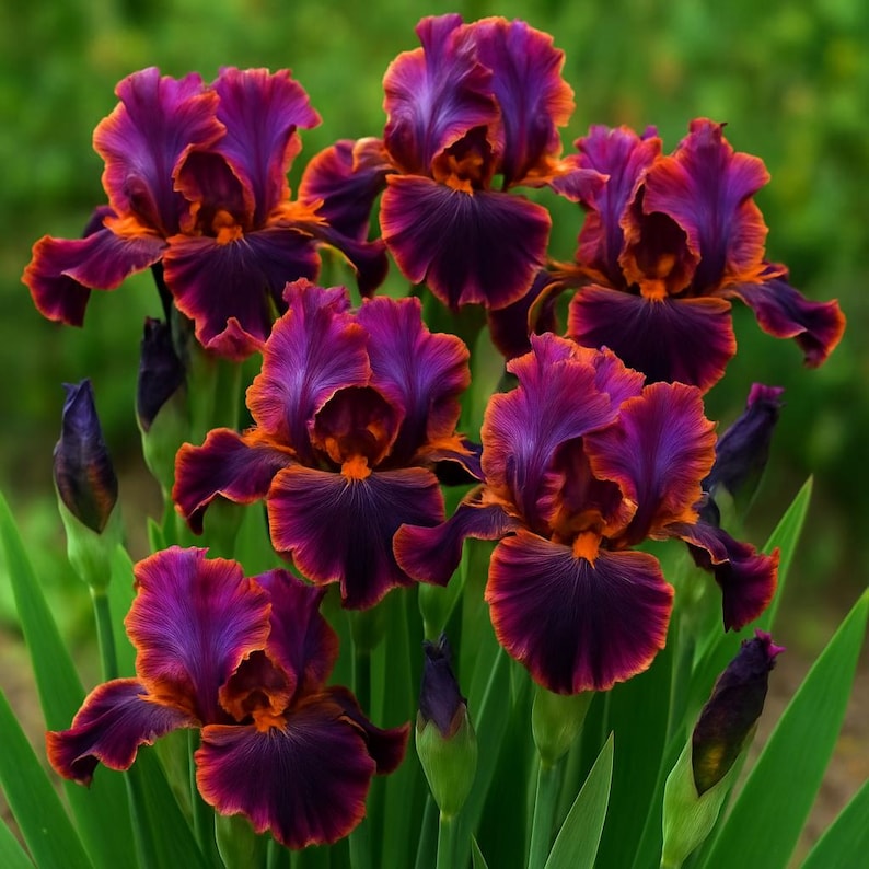 35 Rare Black Bearded Iris Seeds, Purple Black & Orange Blooms, Perennial Garden Flowers, Unique Striking Irises, Perfect for borders