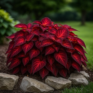 May include: A vibrant, bushy plant with deep red leaves and prominent veins. The plant is surrounded by small, light-colored rocks and green grass, creating a striking contrast. The leaves have a velvety texture, and the plant is in a garden setting.