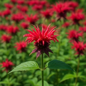 1000 Bee Balm Seeds: Red, Pink, Purple Monarda - Pollinator Garden