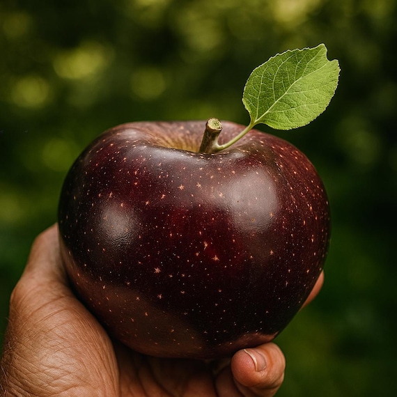 25 Black Oxford Apple Seeds: Rare Heirloom Variety for Garden Planting