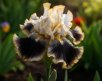 May include: A close-up of a striking iris flower. The flower features ruffled petals in white, black, and yellow. The black petals have intricate striped patterns. The flower is set against a blurred green background.