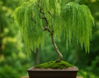 1 Live Dwarf Australian Weeping Willow Bonsai Cutting: Fast‑Growing Indoor/Outdoor Tree