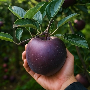 25 Arkansas Black Apple Seeds: Heirloom Non-GMO Fruit Tree