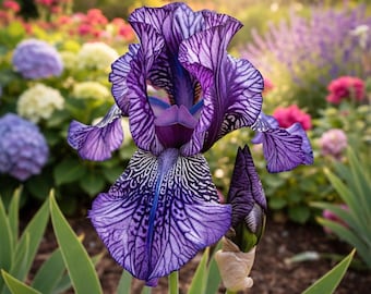 May include: A close-up of a vibrant purple iris flower with intricate veining patterns. The flower has a deep purple center and a bud. Green leaves and other colorful flowers are in the background, with sunlight shining through.