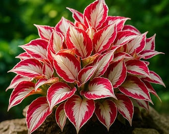 May include: A close-up of a vibrant plant with red and white variegated leaves. The leaves have a striking pattern, with red edges and white centers. The plant is set against a blurred green background, suggesting a garden setting.
