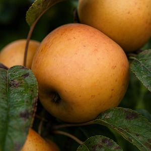 May include: Close-up of ripe, golden apples on a tree branch, surrounded by green leaves. The apples have a slight reddish blush and small brown spots. The image highlights the natural texture and color of the fruit.
