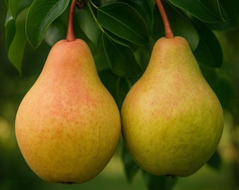 25 Moonglow Pear Seeds: Sweet Juicy Pear Tree, USA Sourced, Garden Planting
