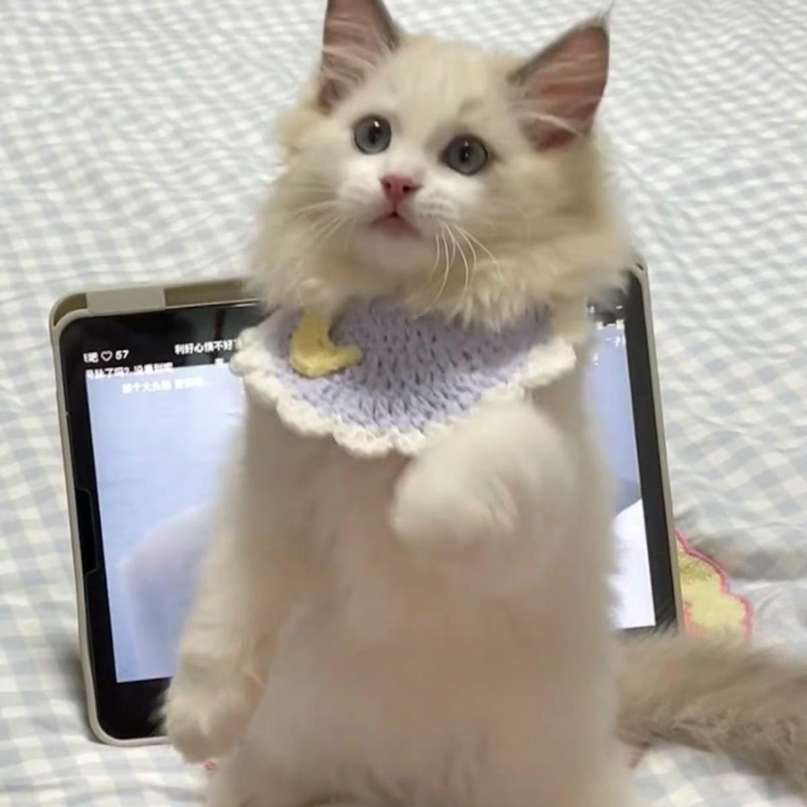 Bib Pattern Cat Pet Bib Crochet Pattern: Cute Crochet Pet Bandana for Cats and Dogs ...