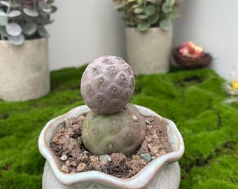 Tephrocactus Geometricus 3-4 "Hoch | Ult2ra Seltene Sammlerpflanze | Segmentierte Globusform