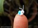 Extreme Micro Snail - Mini Tiny Dollhouse Miniatures Insects - Single Thead Crocheted Blue Snail - Made To Order 