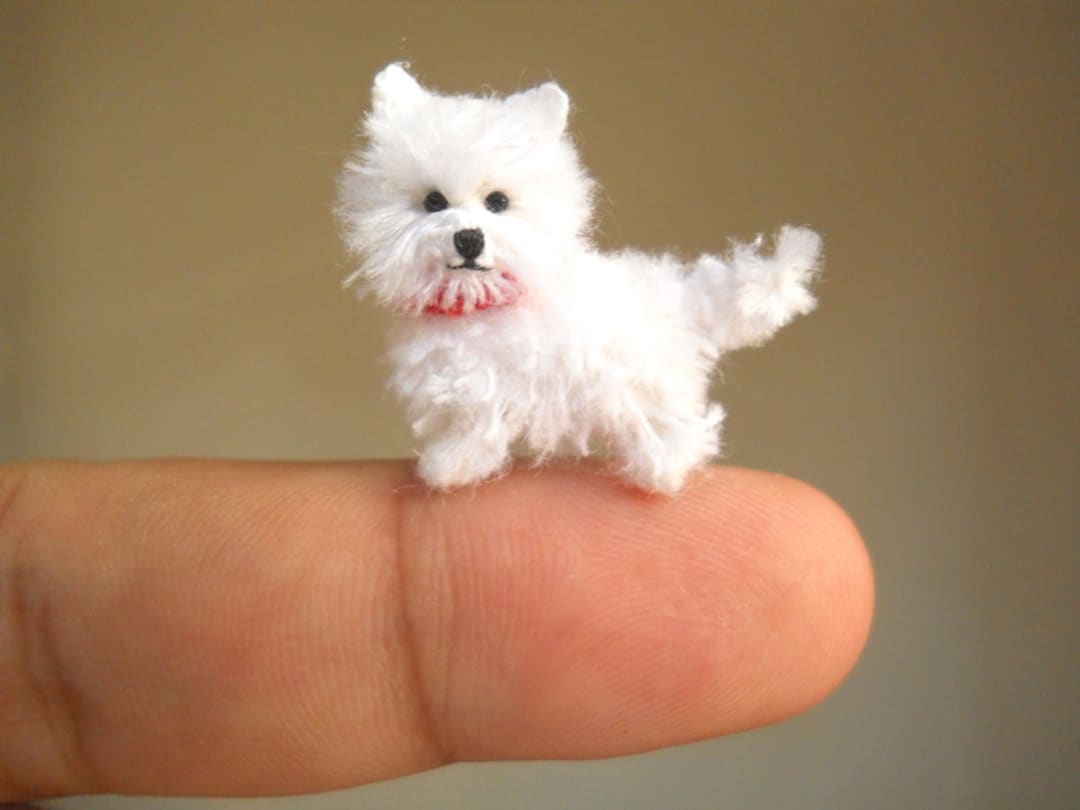 west highland white terrier