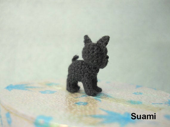 Puppies Van Den Beukenboom Dwergschnauzers