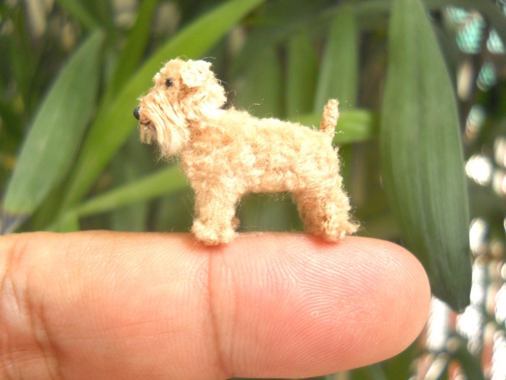 Mini wheaten hotsell