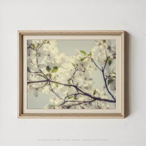 Dogwood Blossom Print: Soft Spring Floral Photography image 3