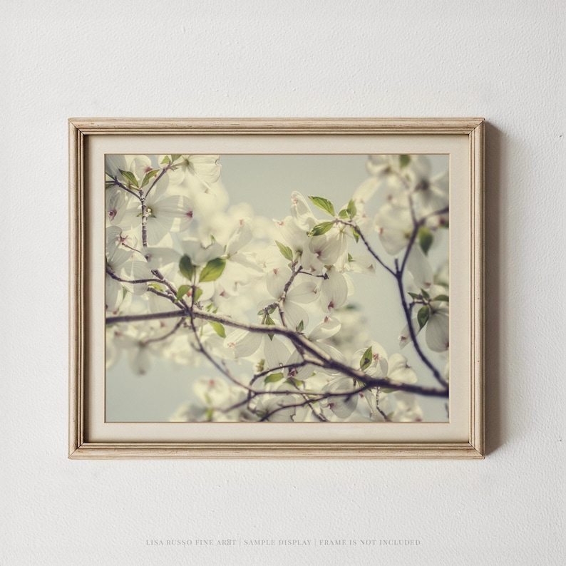 Dogwood Blossom Print: Soft Spring Floral Photography image 3