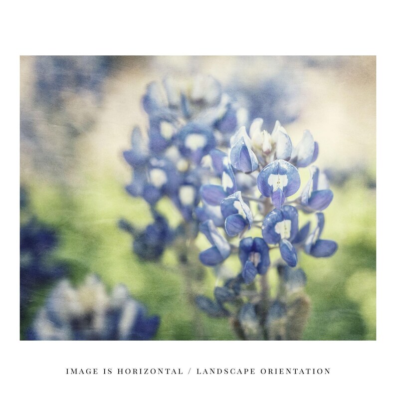 Texas Bluebonnet Print: Painterly Floral Photography Wall Art image 4
