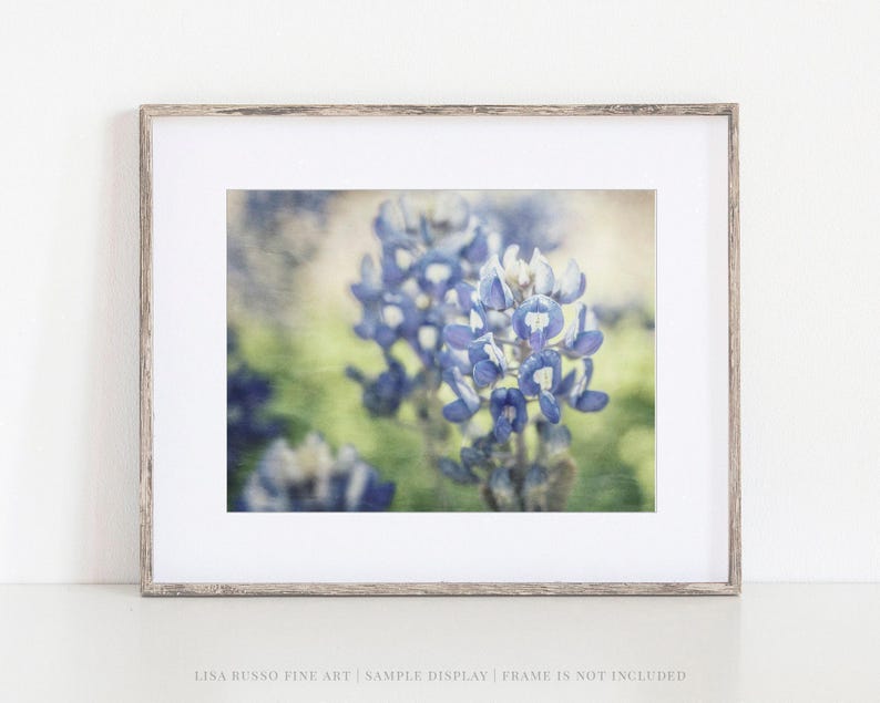 Texas Bluebonnet Print: Painterly Floral Photography Wall Art image 3