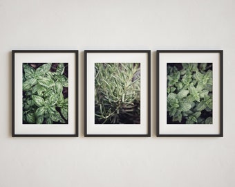 Boho Kitchen Wall Decor - Set of 3 Herb Photographs for Green Garden Art - Gift for Her