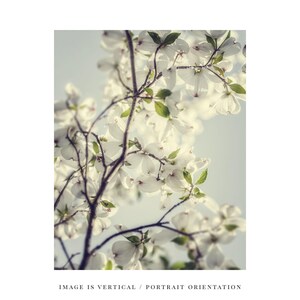 Dogwood Blossom Print: Soft Spring Floral Photography image 7