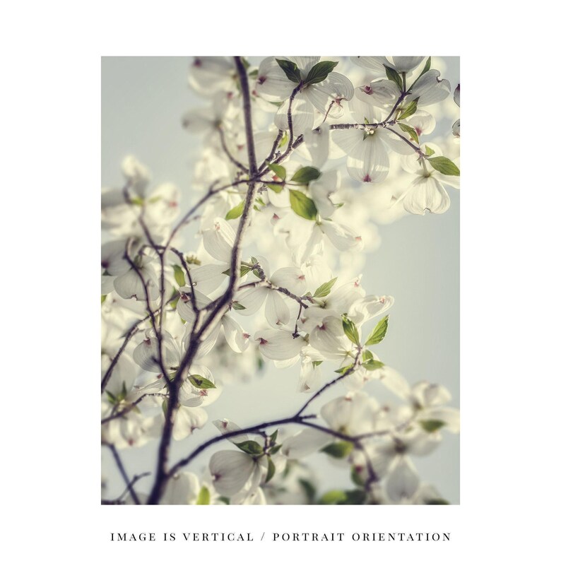 Dogwood Blossom Print: Soft Spring Floral Photography image 7