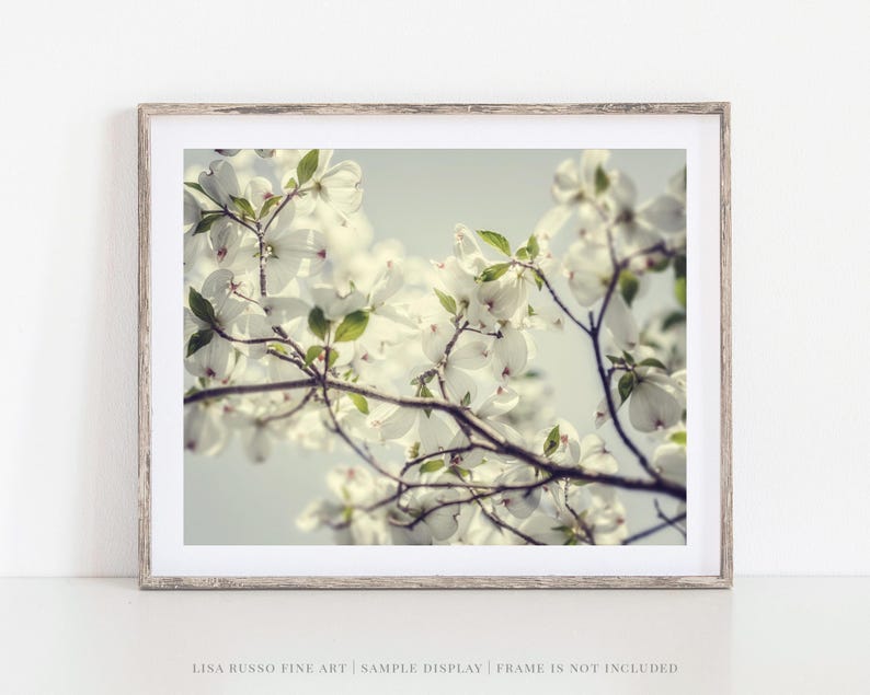 Dogwood Blossom Print: Soft Spring Floral Photography image 1
